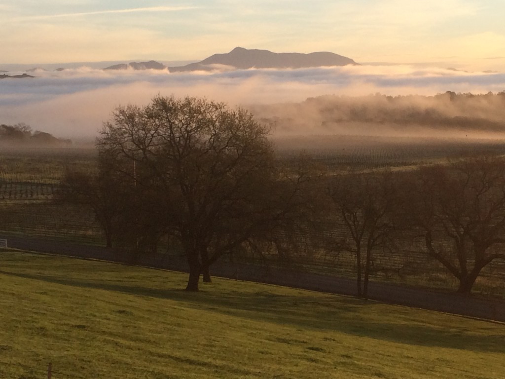 morning fog at the bishops ranch