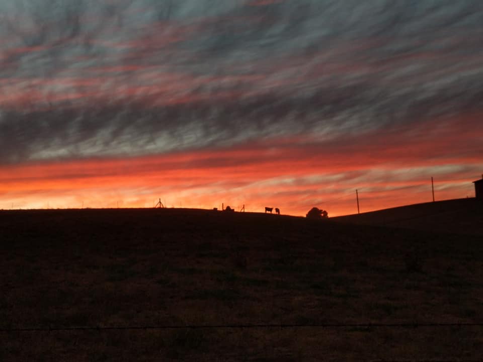 cows at the ranch