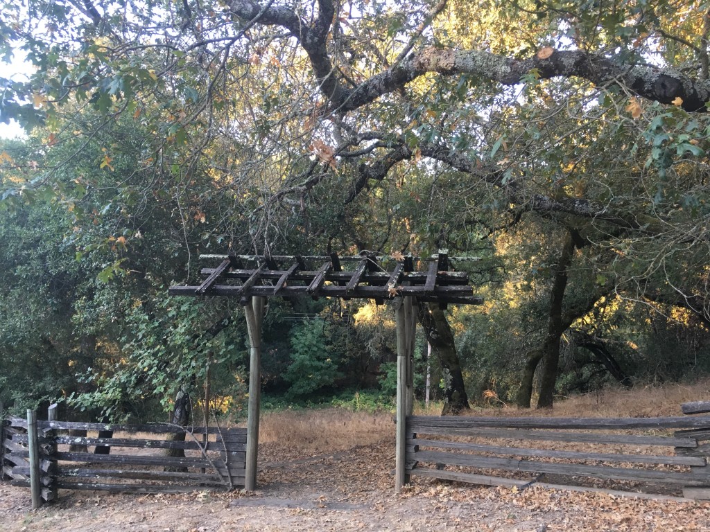 An old wooden gate under huge Live Oak Trees leading into trails